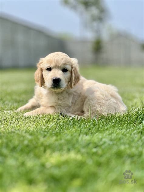 Zlatá srsť psa zlatého retrievera