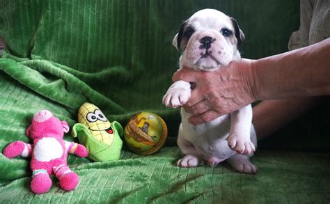 Šteňa anglického buldoga s hračkou