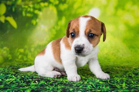 Šteniatko Jack Russell teriéra