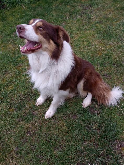 Štandardný vzhľad juhoruského ovčiaka