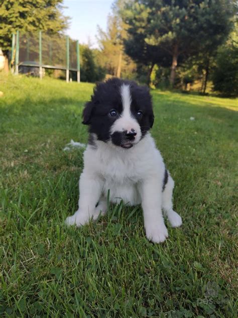 Cena šteniatka juhoruského ovčiaka