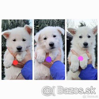 Šteniatka bieleho švajčiarskeho ovčiaka