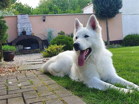 Biely švajčiarsky ovčiak pri hre