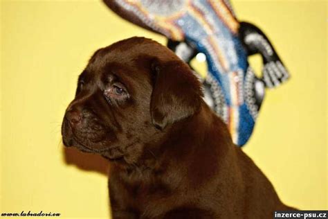 Šteňa labradorského retrívera pláva v jazere