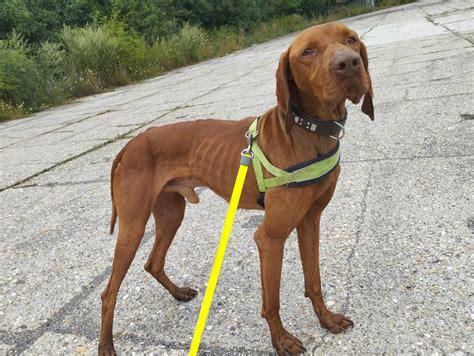 Ilustrácia zdravej kostry maďarskej vyžly