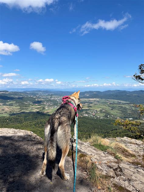 Detail srsti československého vlčiaka