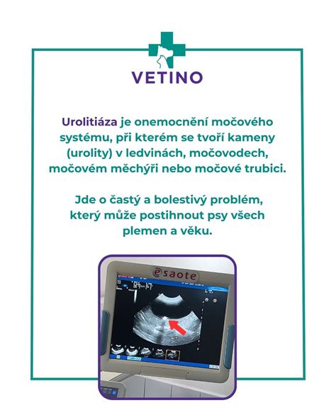 Pes pri vyšetrení močového systému