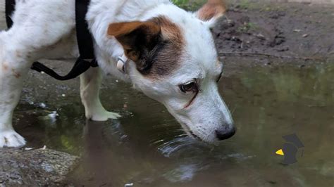 Pes pijúci vodu z fontánky