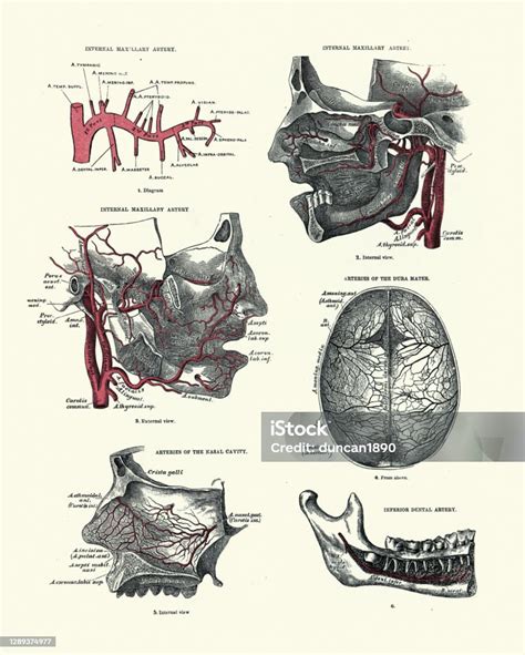 Anatomická kresba nemeckého pinča