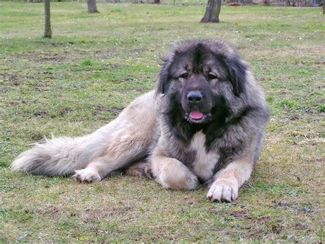 Šarplaninský pastevecký pes v zasneženom prostredí