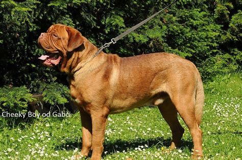 Bordeauxská doga - silný strážca