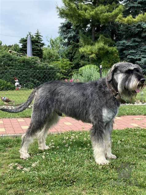 Pes bradáč počas prechádzky v prírode