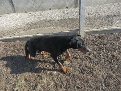 Ilustračná fotografia psíka hľadajúceho domov