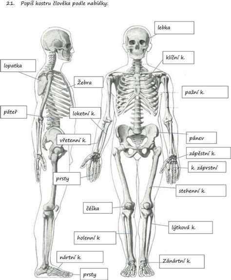 Ilustrácia psieho kostru s vyznačenými kĺbmi