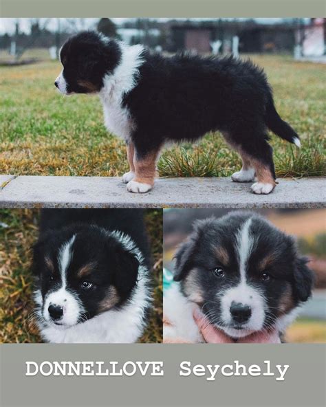 Šteniatka austrálskeho ovčiaka hrajúce sa spolu