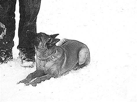 Ilustrácia psa, ktorý počúva povel