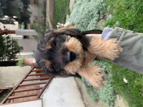 Šteniatka jazvečíka rôznych farieb a typov srsti