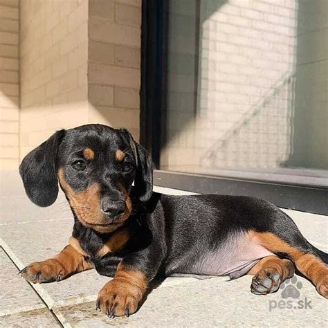 Ilustračná fotografia psa plemena jazvečík