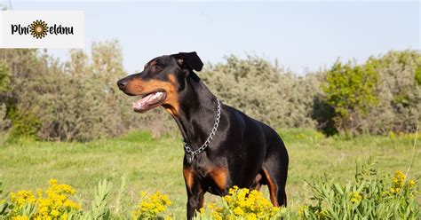 Pes a jeho majiteľ sa hrajú v parku