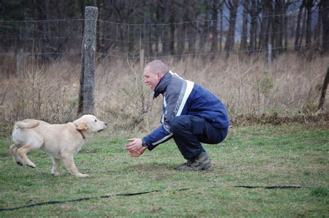 Ilustrácia psa reagujúceho na privolanie
