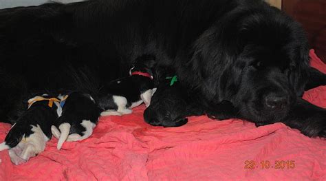 Šteňa novofundlandského psa