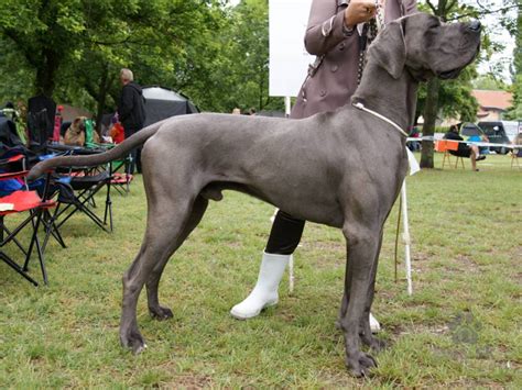 Nemecká doga pri hre