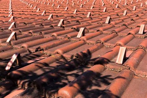 Samojed hrajúci sa na snehu