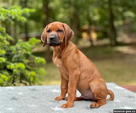 Štandardný vzhľad rodézskeho ridgebacka s typickým