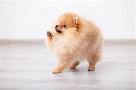 Šteniatko Pomeranian s bohatou srsťou