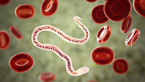 Ilustrácia parazitov prenášajúcich choroby