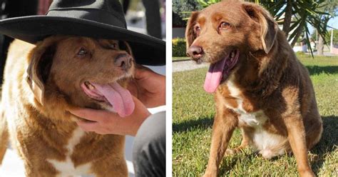 Pes pozerá do očí svojmu majiteľovi