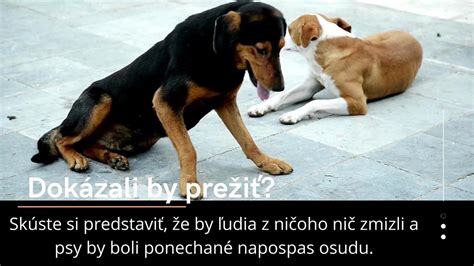 Rôzne pozície chvosta psa