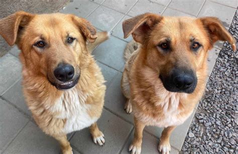 Psy v útulku čakajúce na adopciu