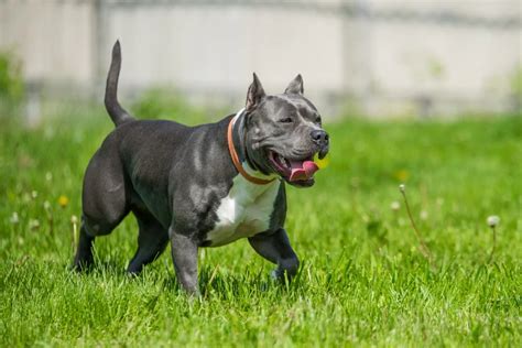 Porovnanie plemien: Stafordšírsky bulteriér, Amstaff, Pitbulteriér