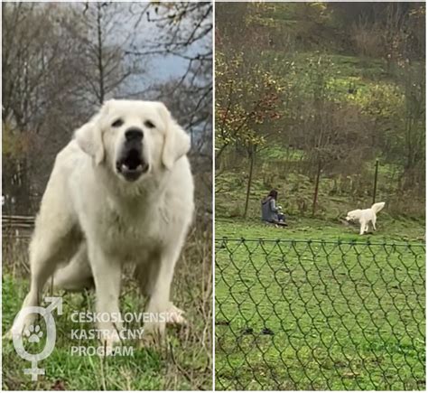 Portrét slovenského čuvača