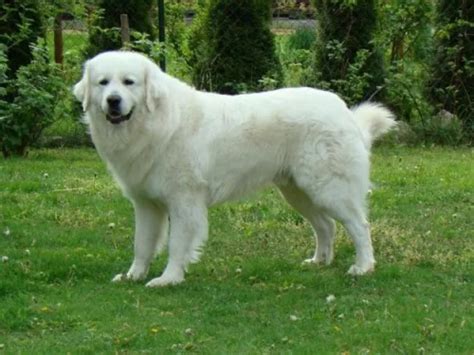 Slovenský čuvač v zasneženej krajine