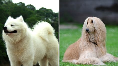 Šteňa stavača obrieho plemena