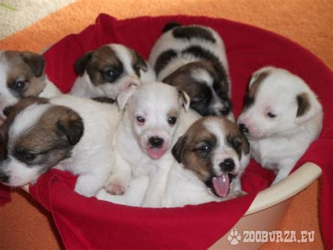 Šteniatka Jack Russell teriéra v košíku