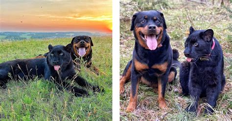 História rotvajlera