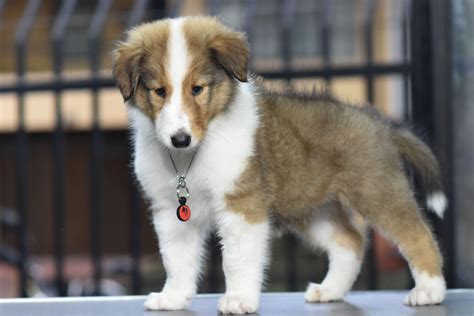 štruktúra srsti kólie