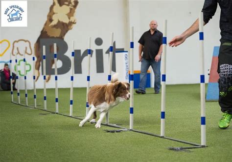 Pes pri tréningu agility