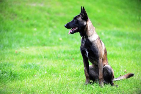 Belgický ovčiak Malinois s dieťaťom