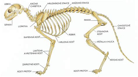 Štruktúra psieho chvosta a jeho pohyb