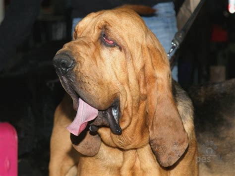 Pes bloodhound pri práci so stopovacím postrojom