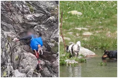 Pes naháňajúci zajaca