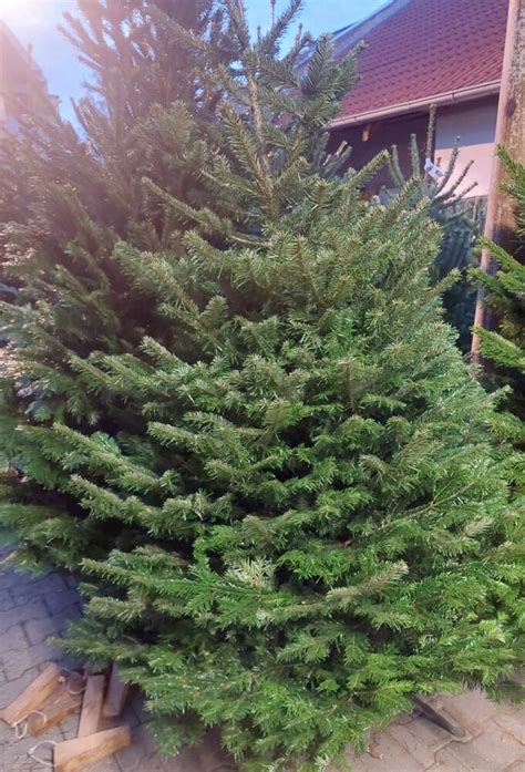 Rôzne tvary a veľkosti vianočných stromčekov