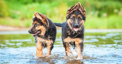 Šteňa nemeckého ovčiaka pri tréningu