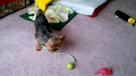 Šťastný pudel hrajúci sa s loptičkou