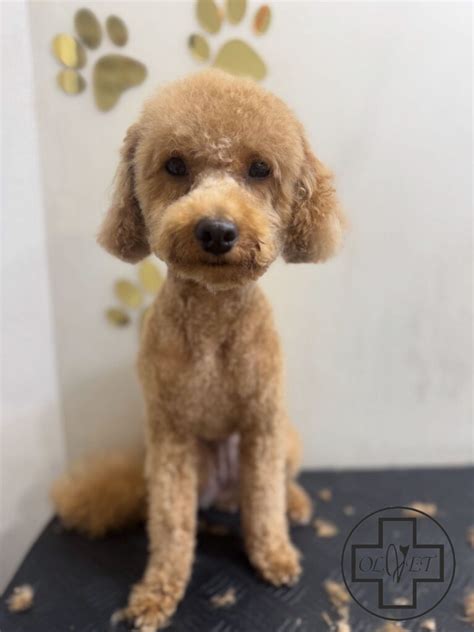 Rôzne strihy srsti pudla