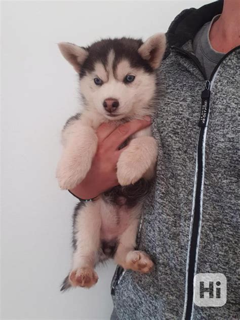 Šteniatka sibírskeho huskyho
